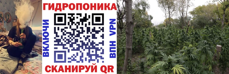 Конопля Ganja Камызяк